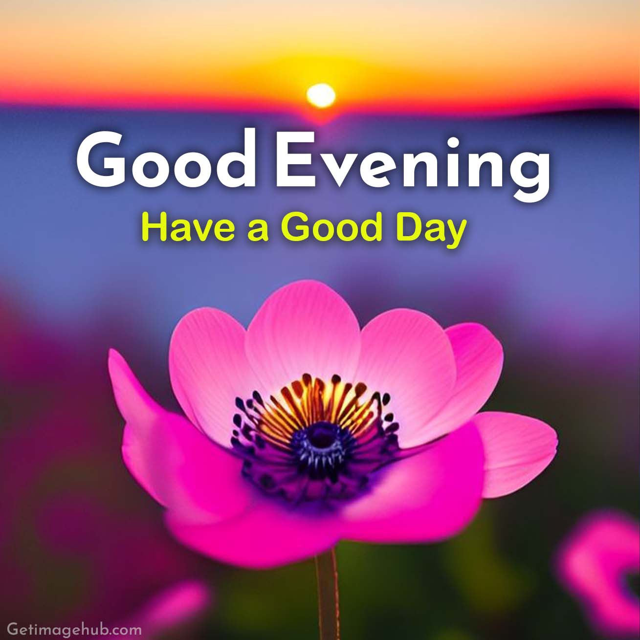 Good Evening Images HD Free with Flower