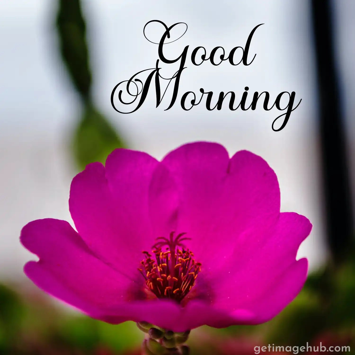 Good Morning Flower Image for Love