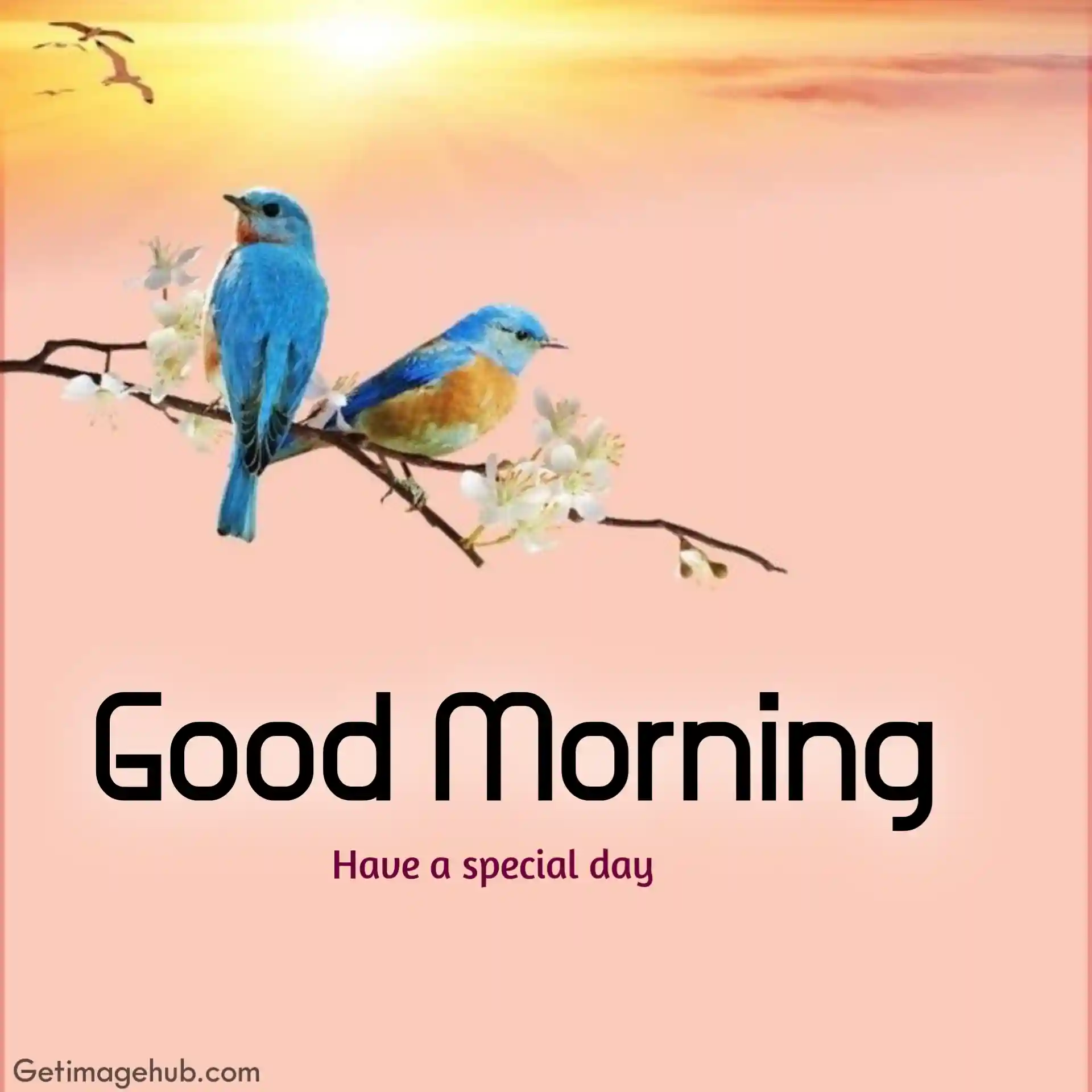 good morning images bwith birds