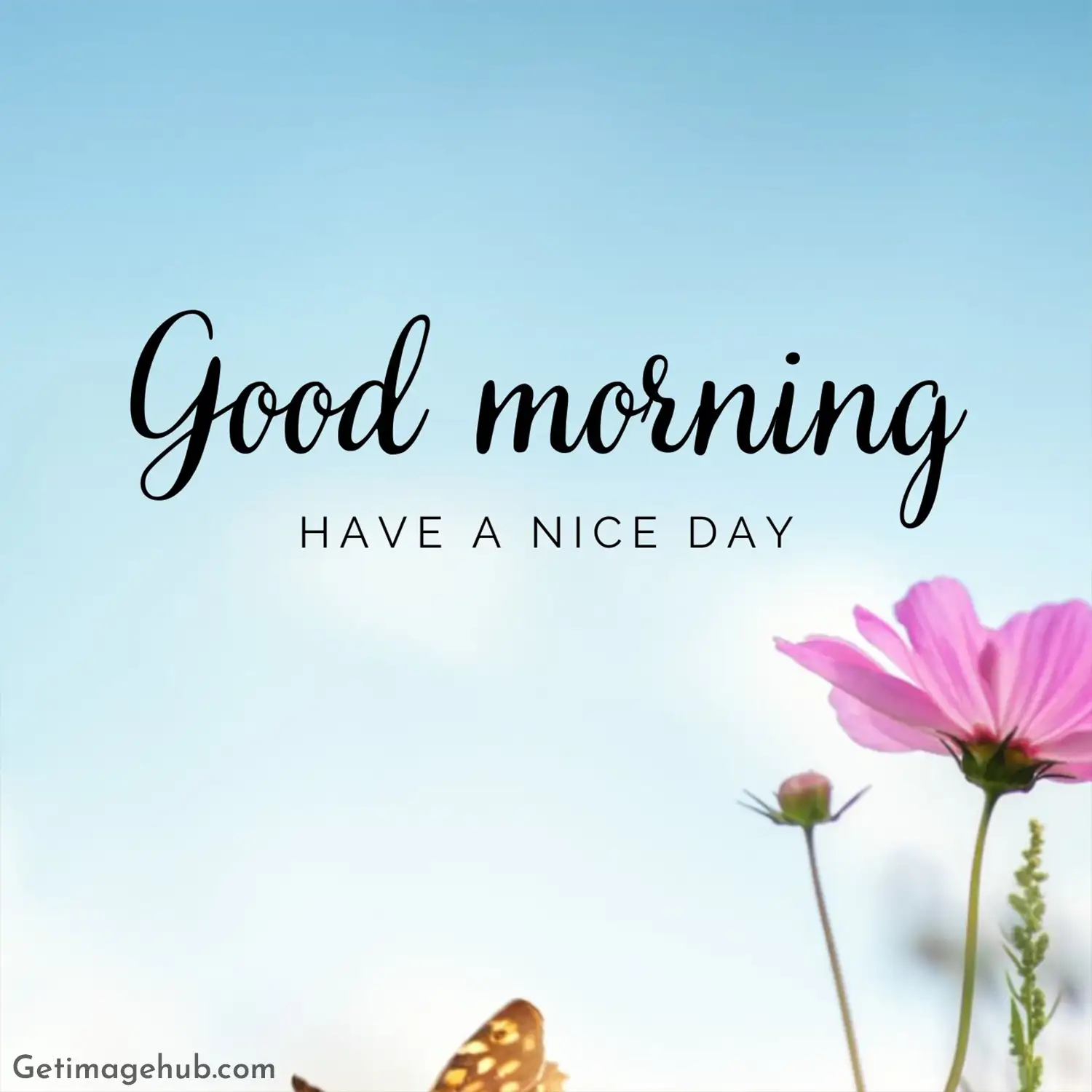 Beautiful Good Morning Images