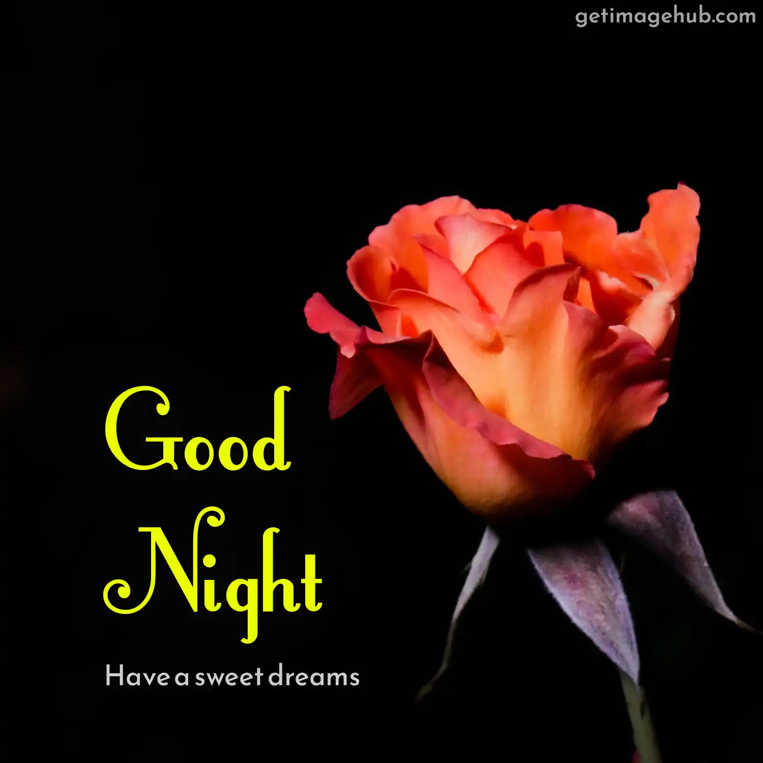 Best Good Night Image with rose