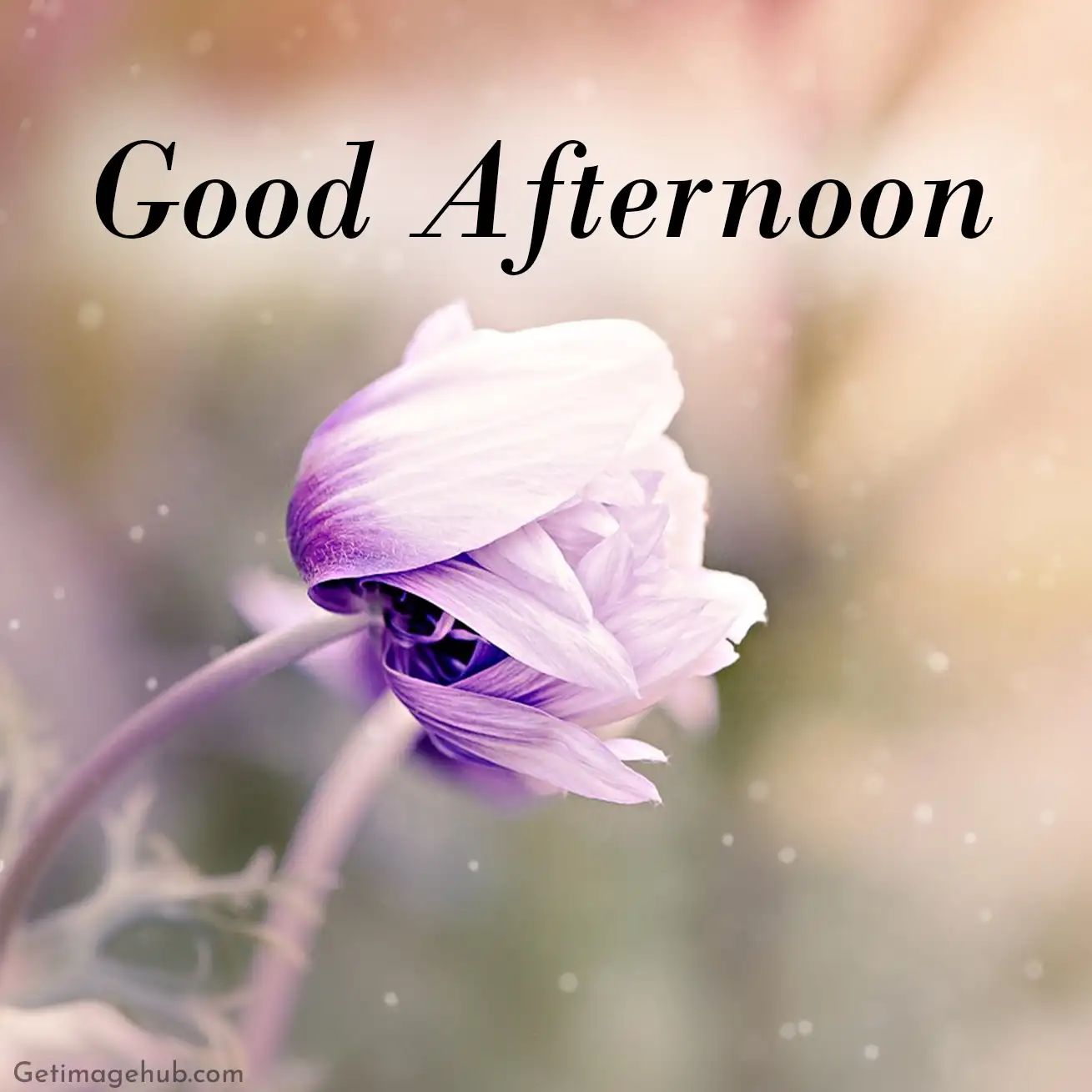 Good Afternoon Images