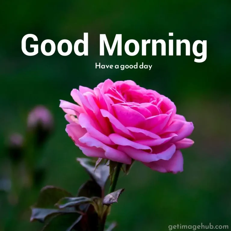 Good Morning Flower Image