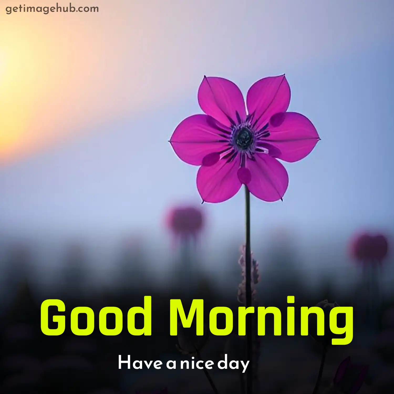 Good Morning Flower Image