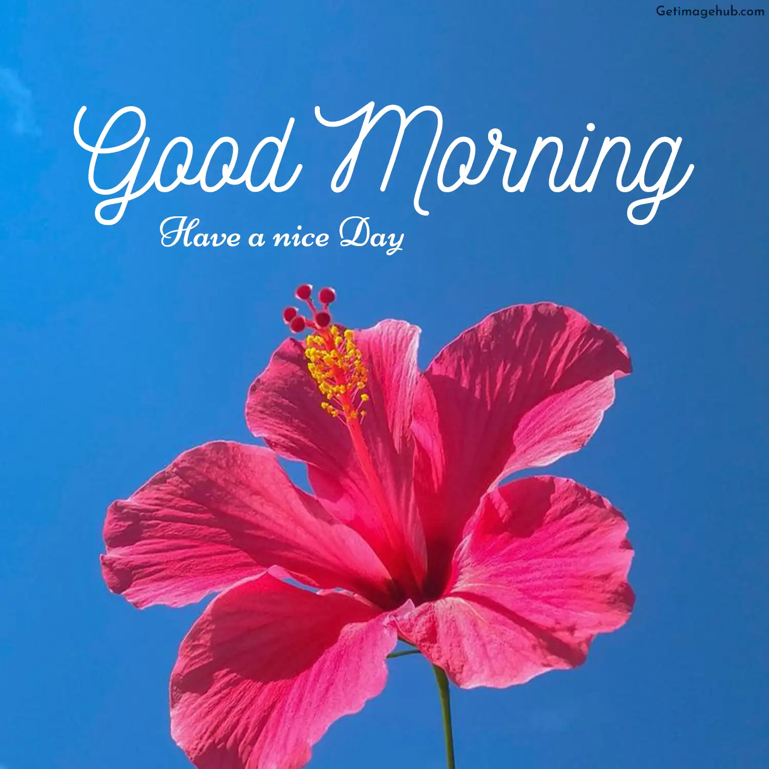Good Morning Images with Nice Flower