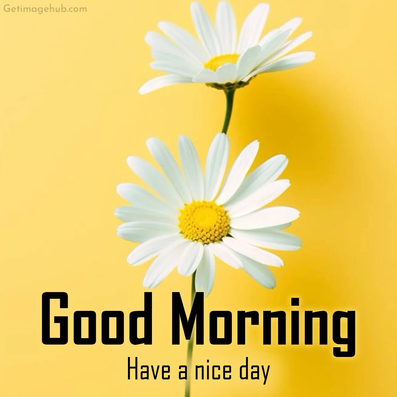 Good Morning Pic Have a Nice Day