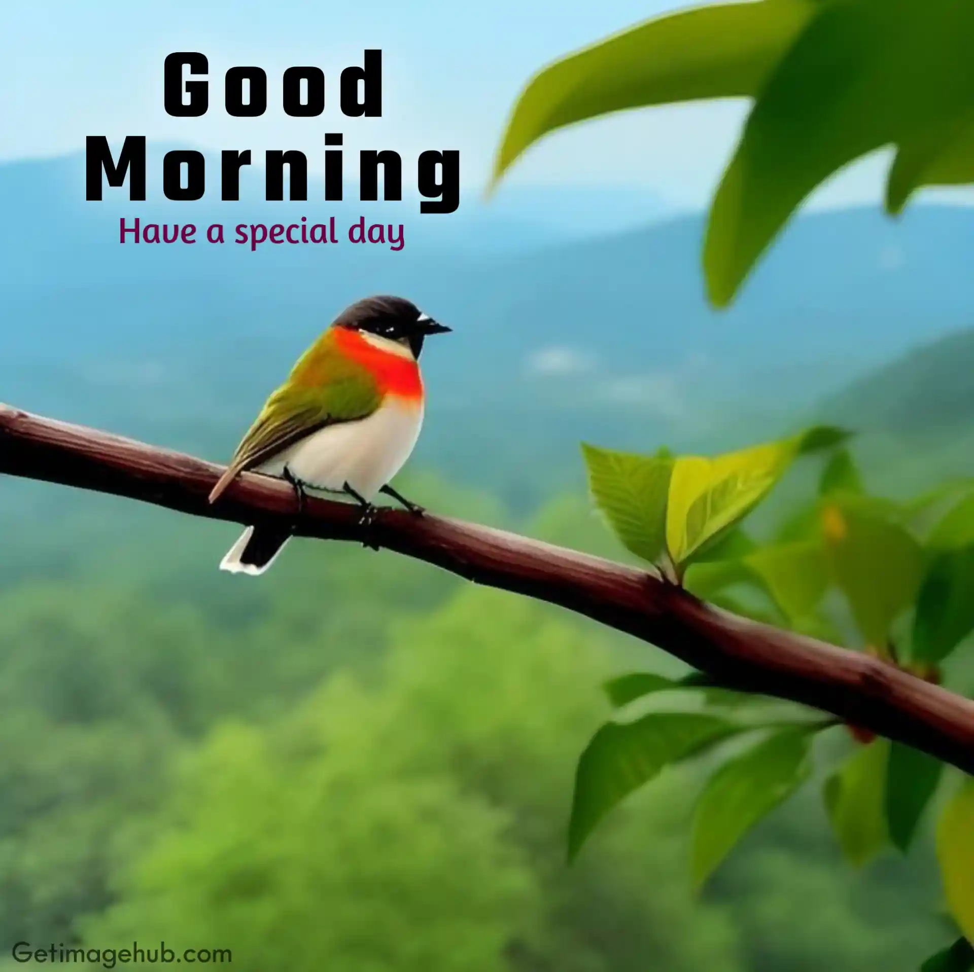 Good Morning Picture