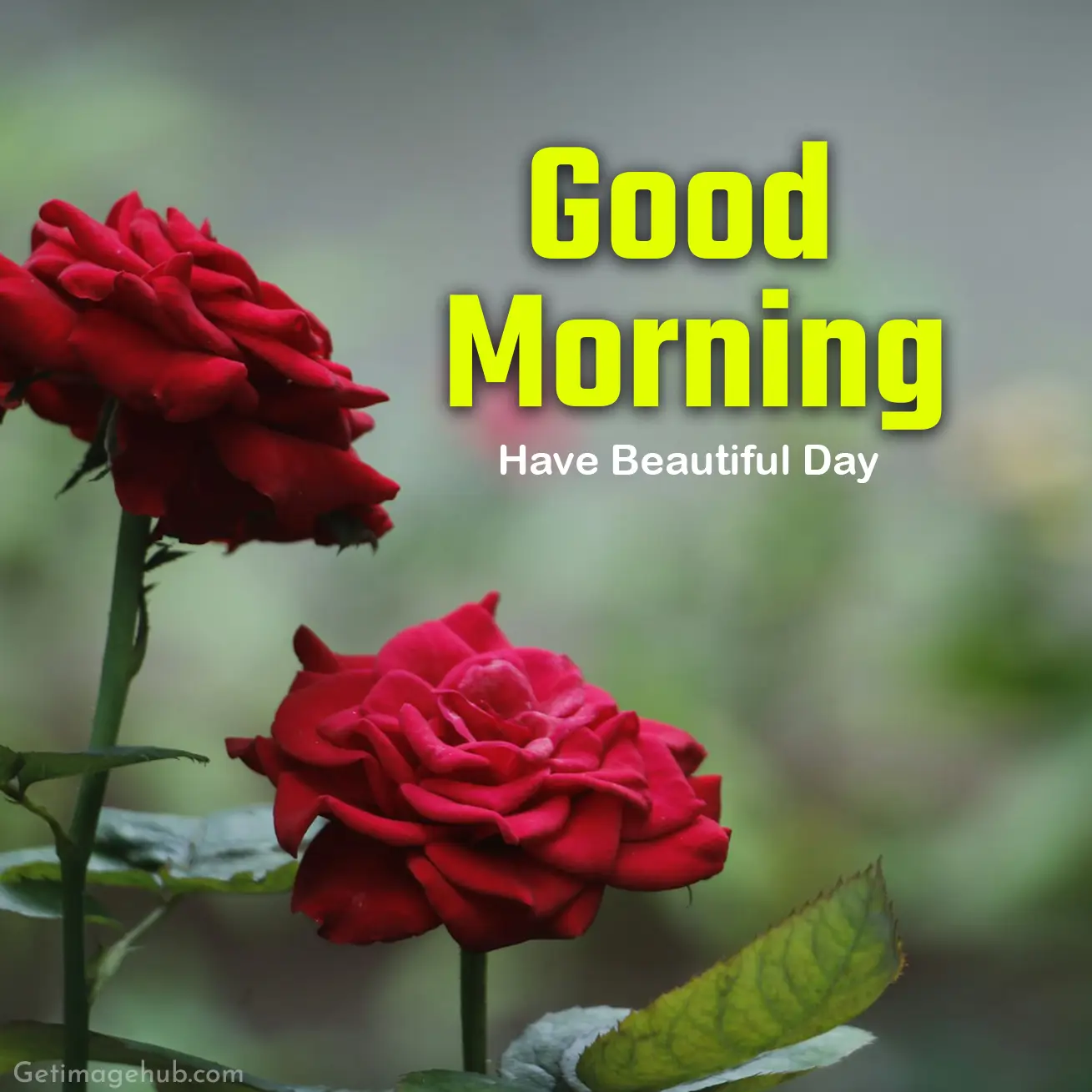 Good Morning Red Rose Images