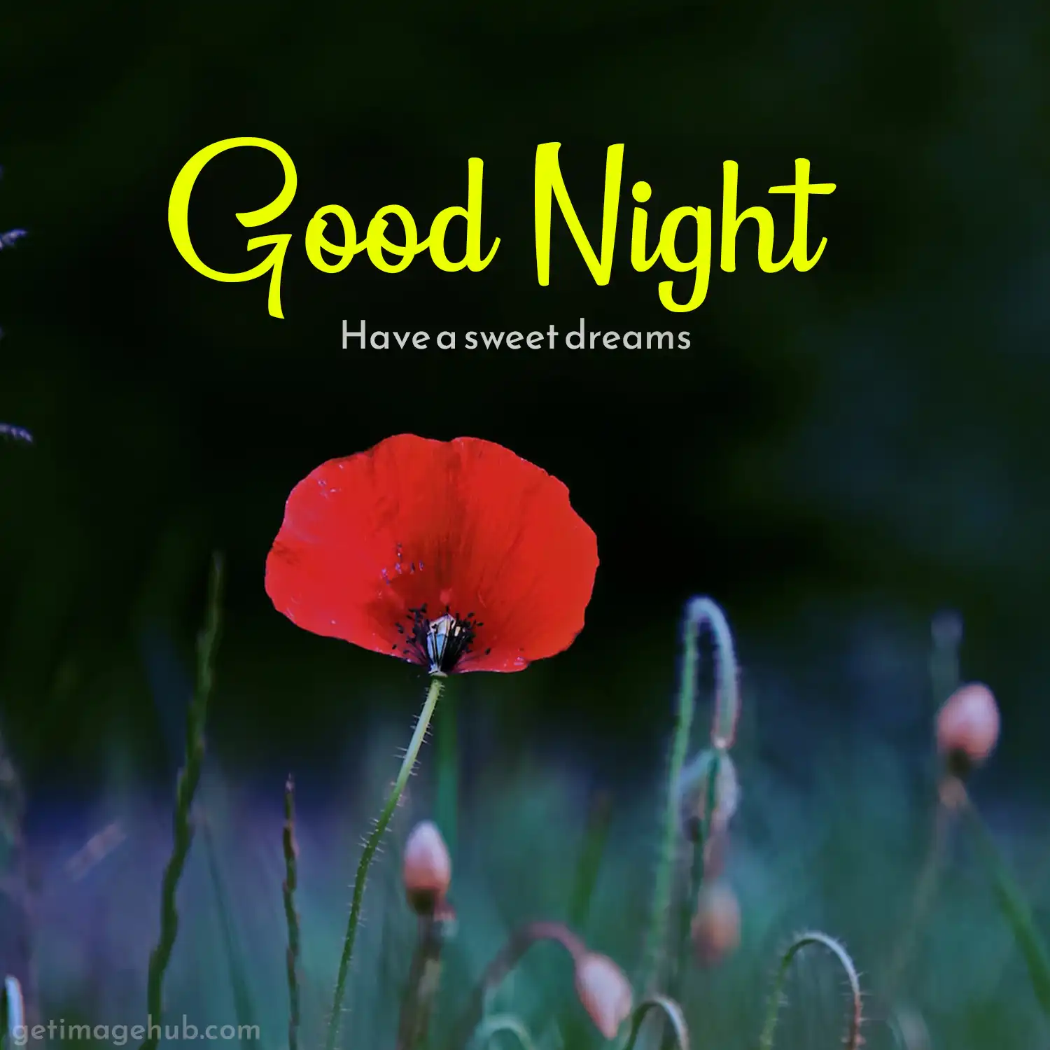 Good Night Flower Image