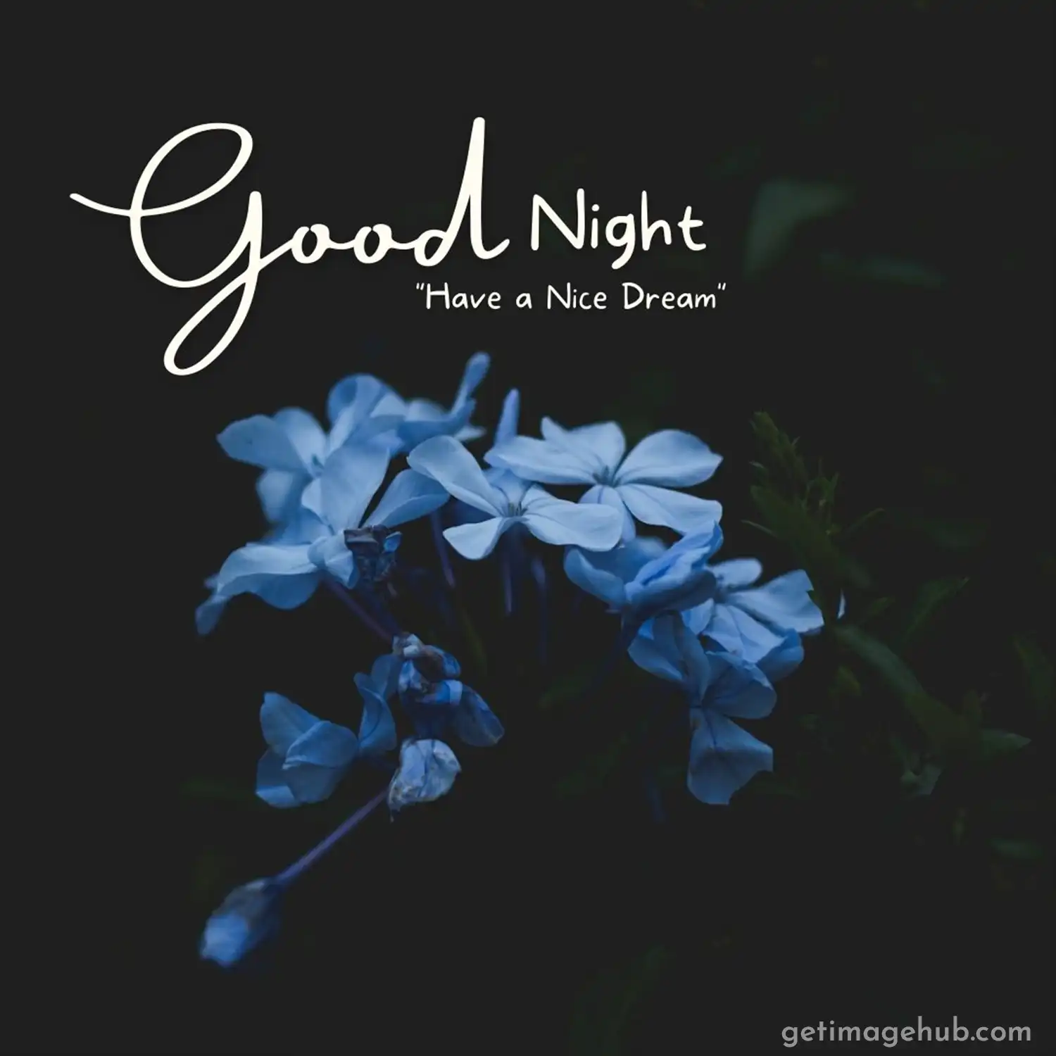 Good Night Image Flower