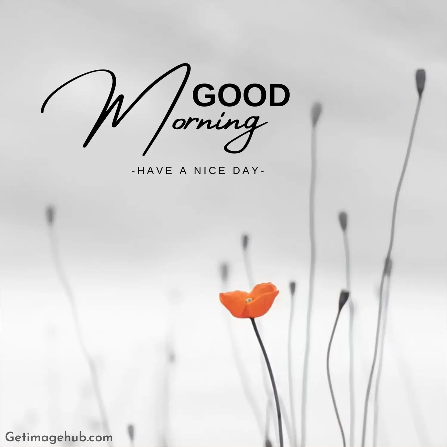 Lovely Good Morning Images