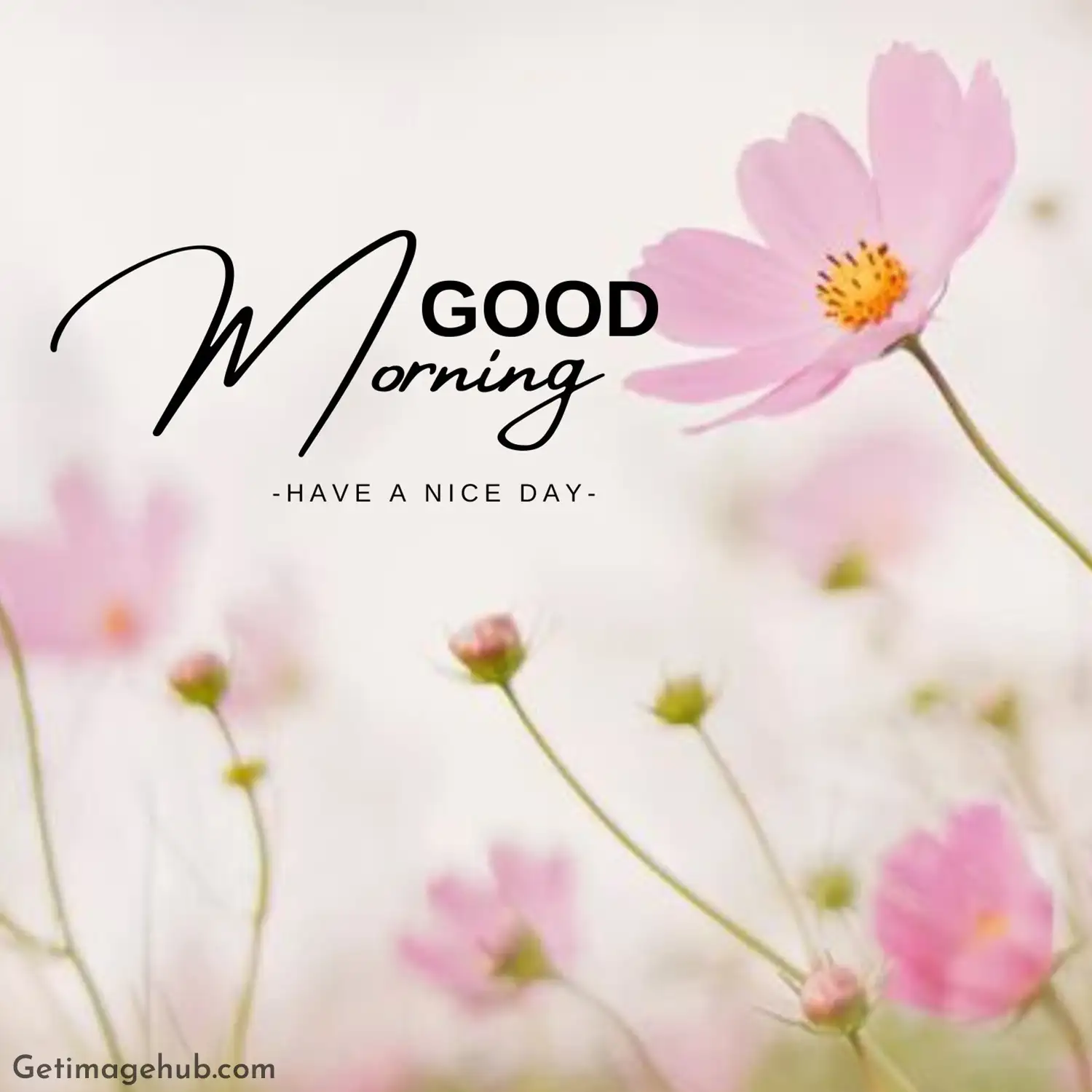 Morning Good Morning Images