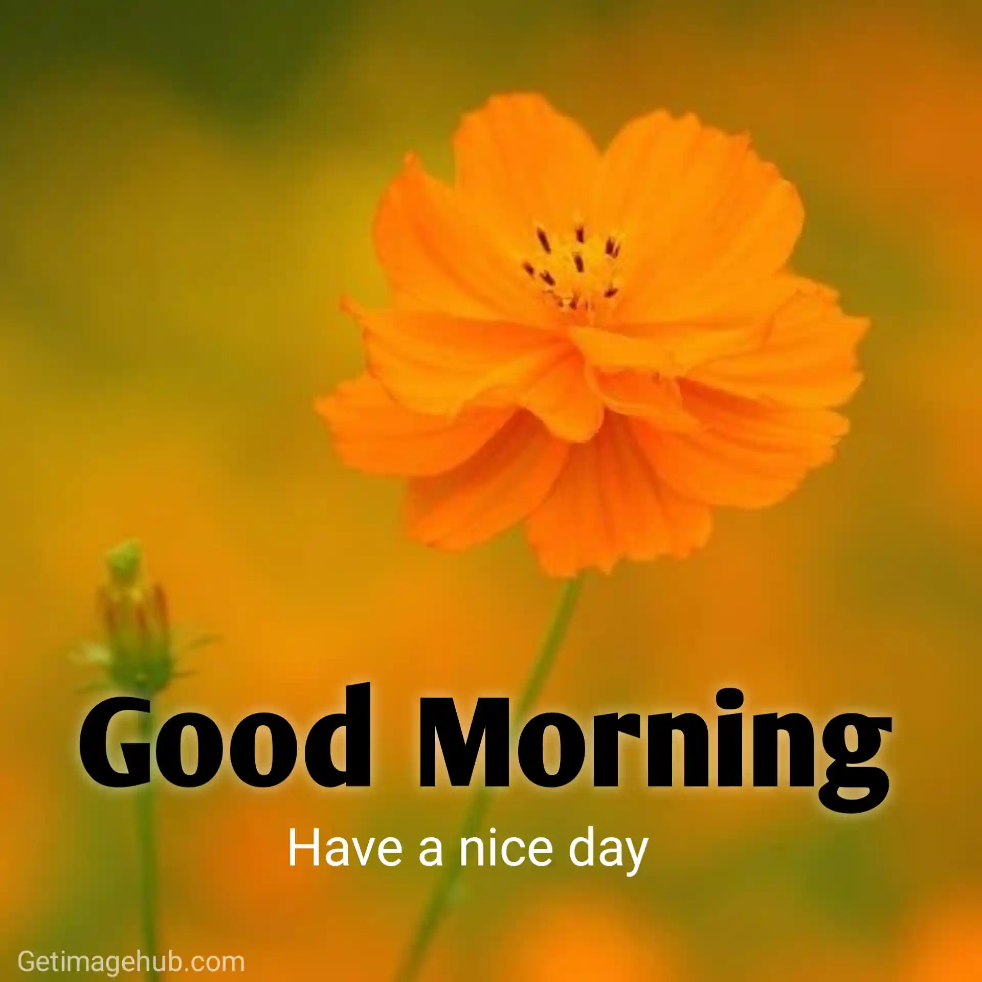 good morning images for you