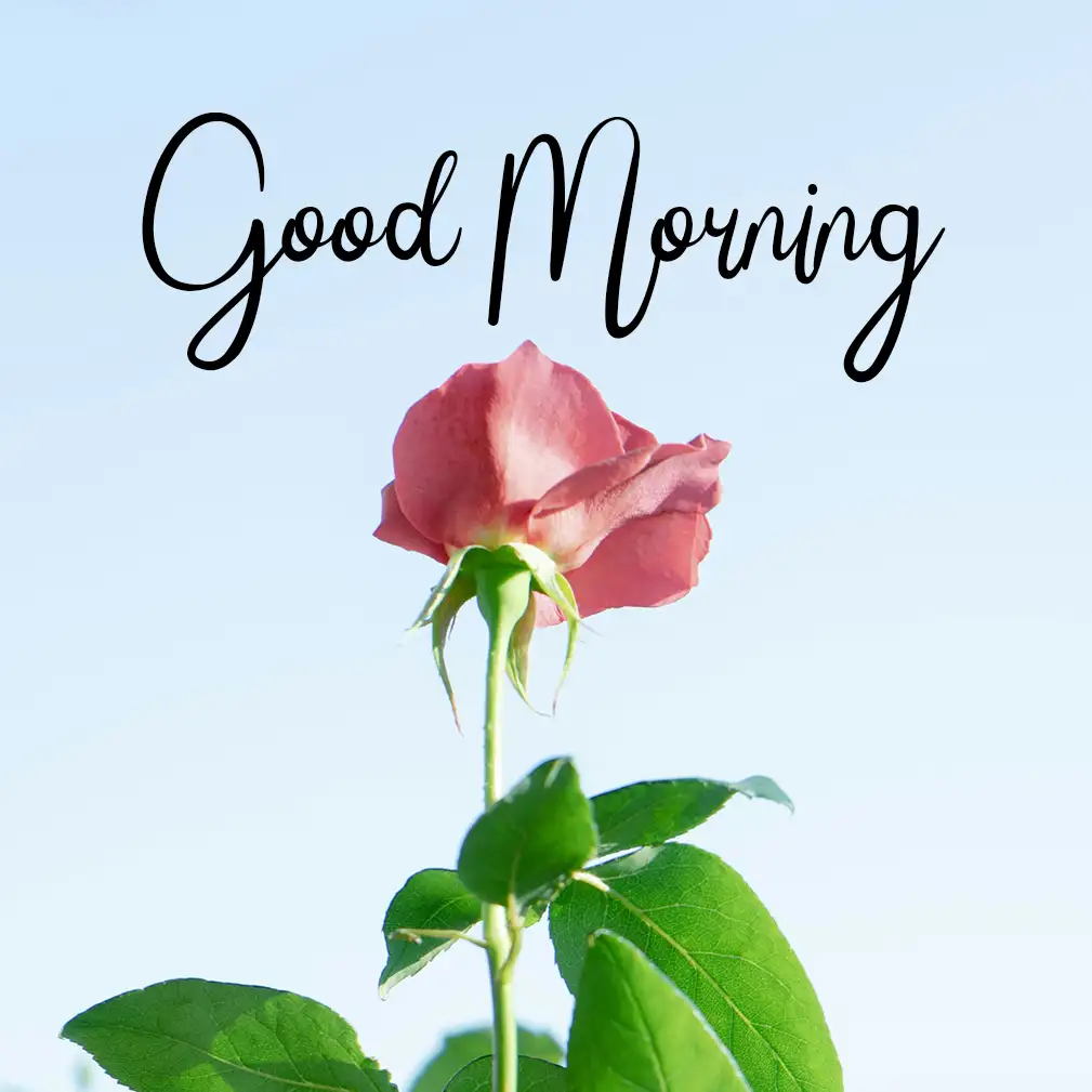 Beautiful Good Morning Images