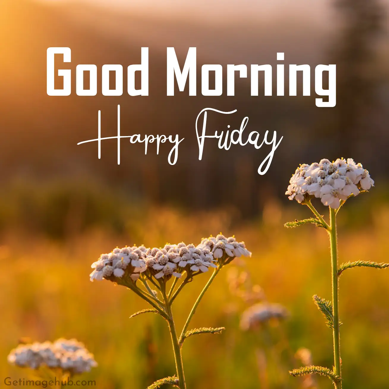 Friday Good Morning Images