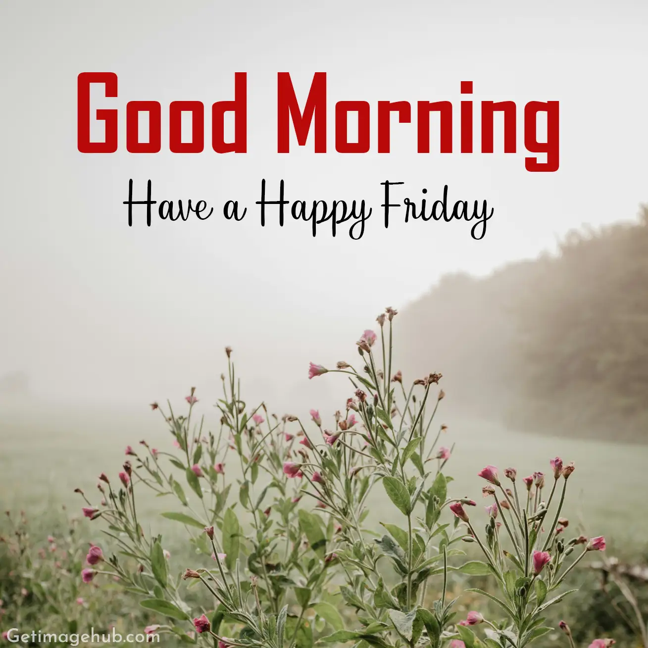 Good Morning Friday Images