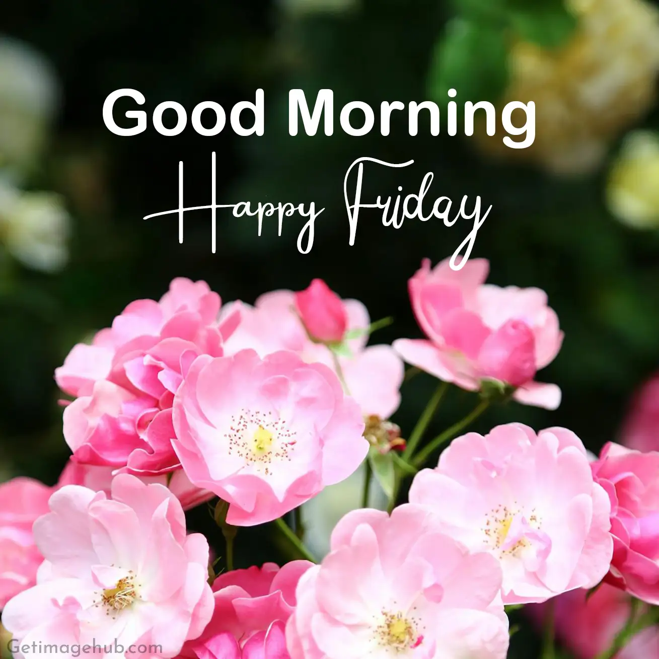 Good Morning Friday Photos