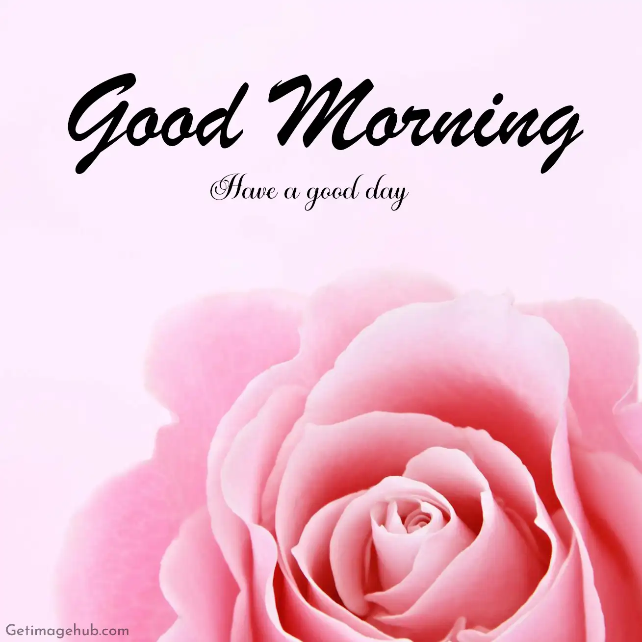 Good Morning Pink Rose Images