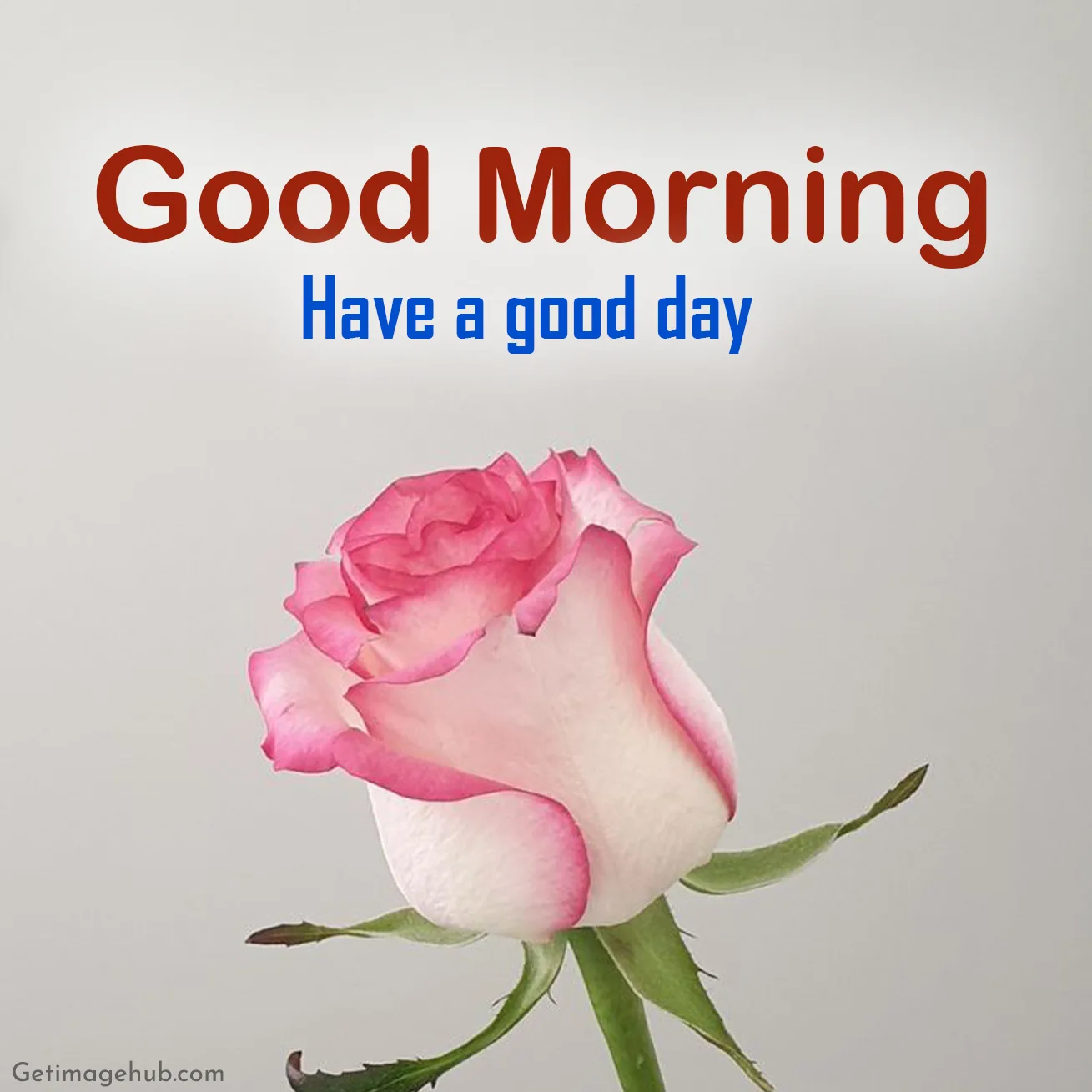 Good Morning Rose Images