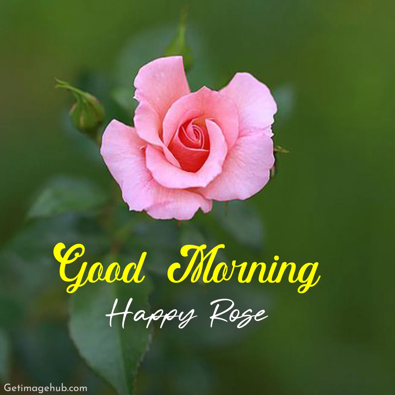 Good Morning Rose Images HD