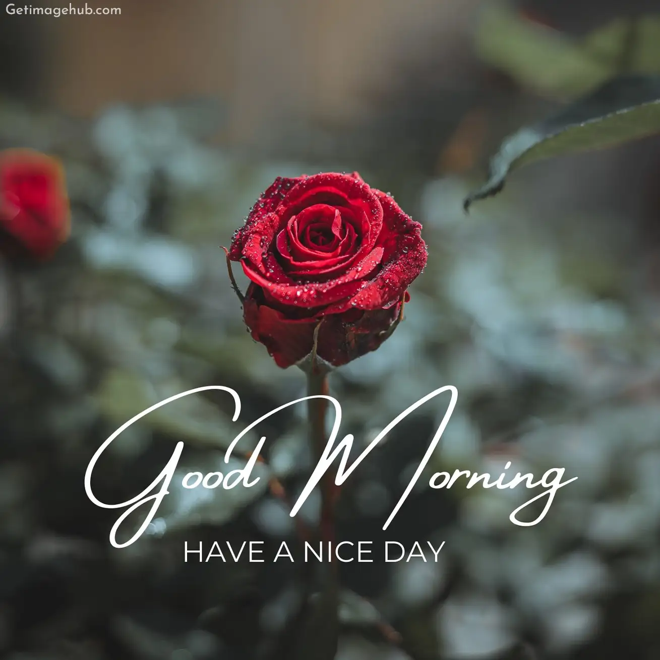 Good Morning Rose Images Wishes