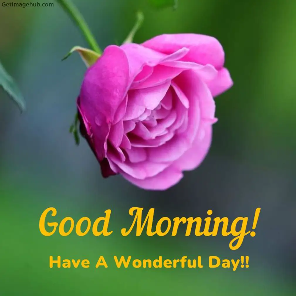 Good Morning Rose Picture