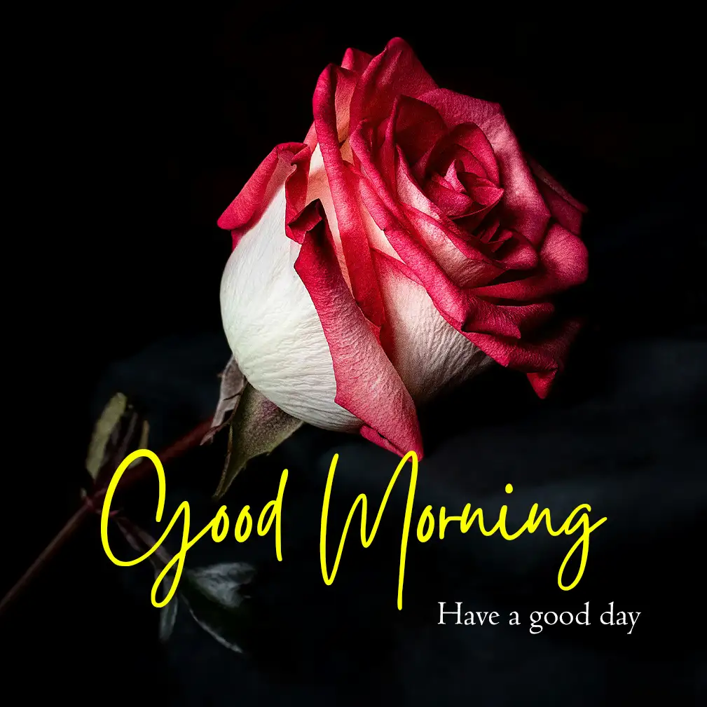 Good Morning Rose Picture