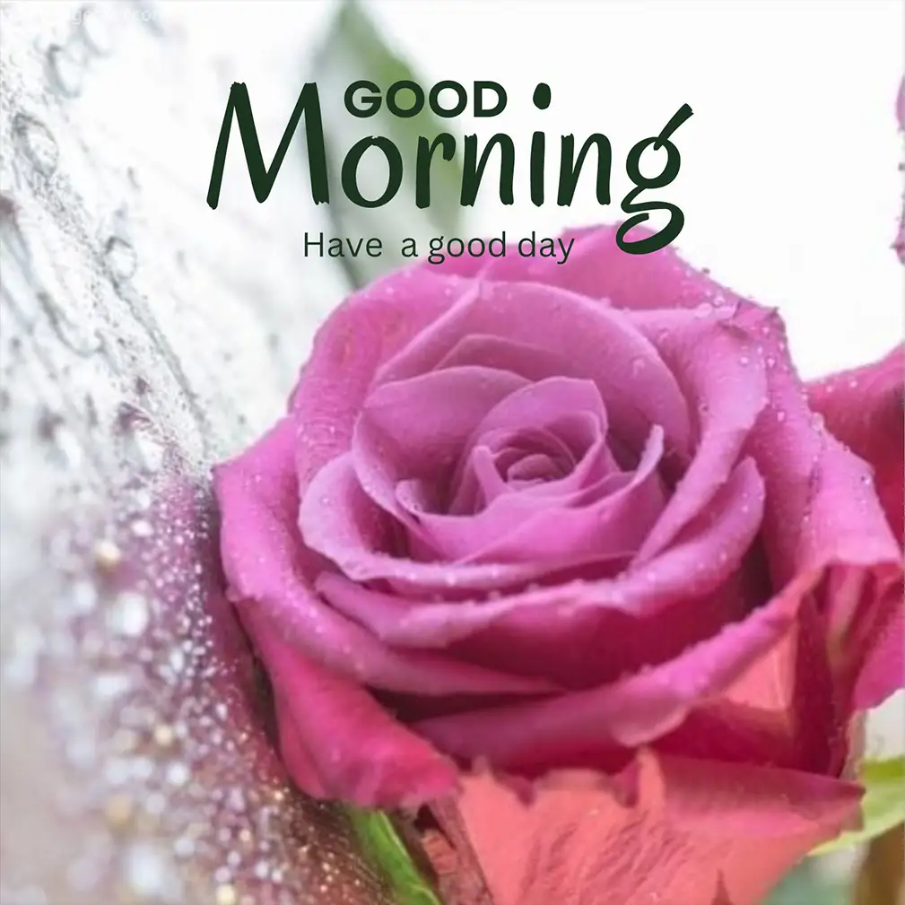 Morning Rose Images