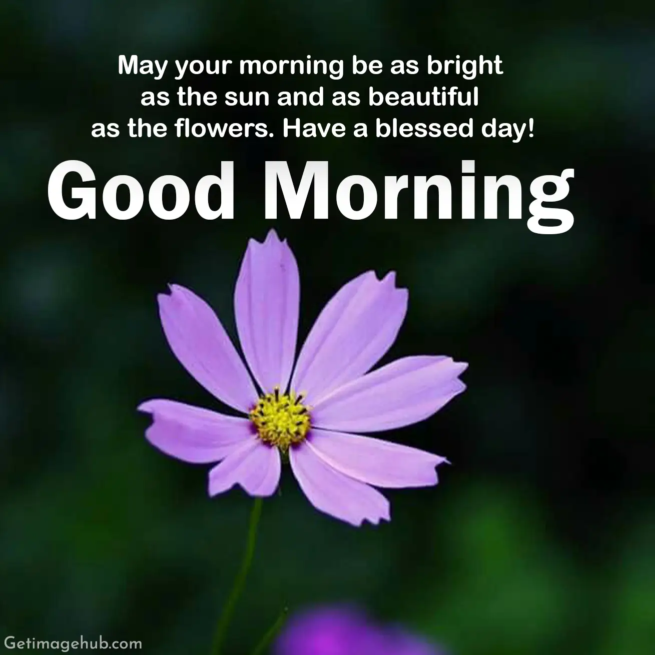 Good Morning Blessing Images HD