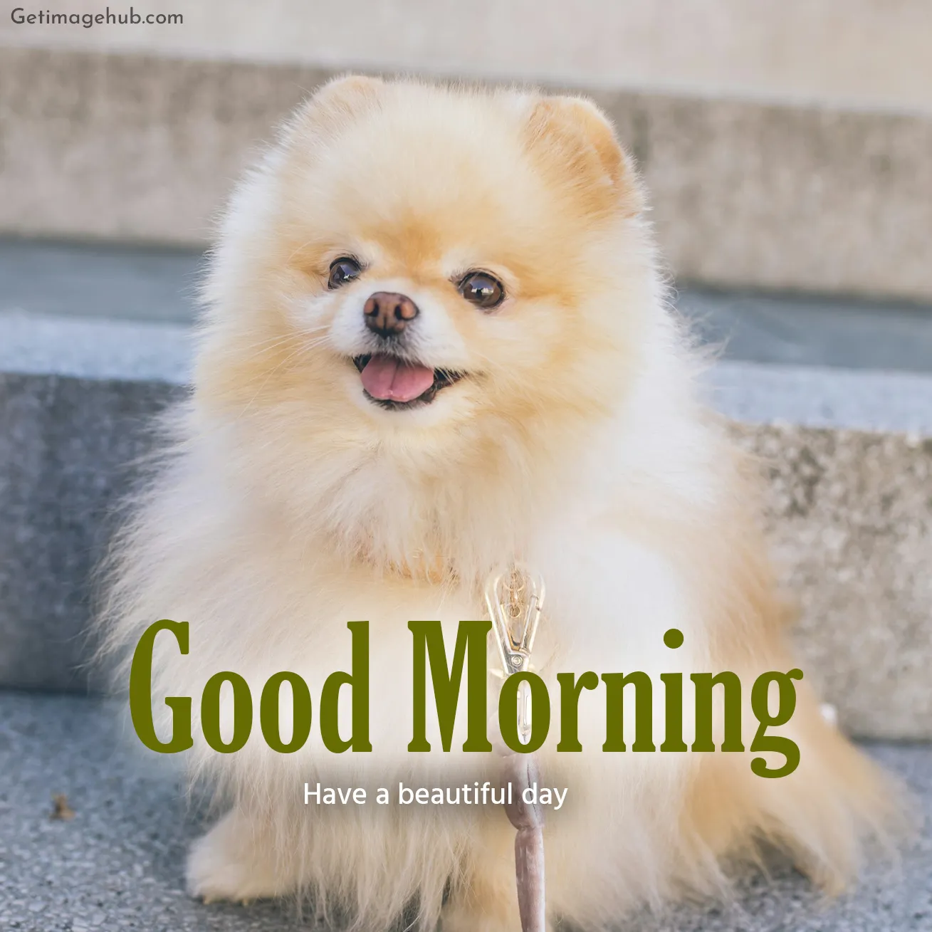 Cute Puppy Images in Morning