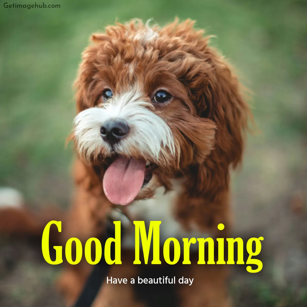 Good Morning Cute Puppy Images