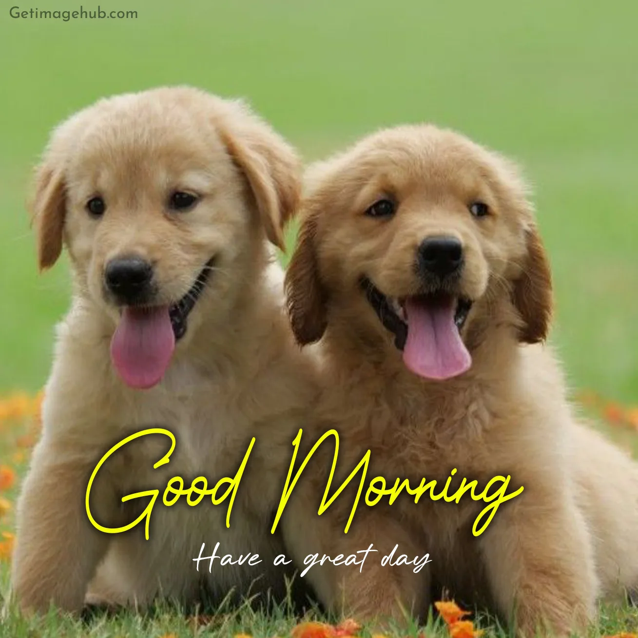 Good Morning Picture Puppy