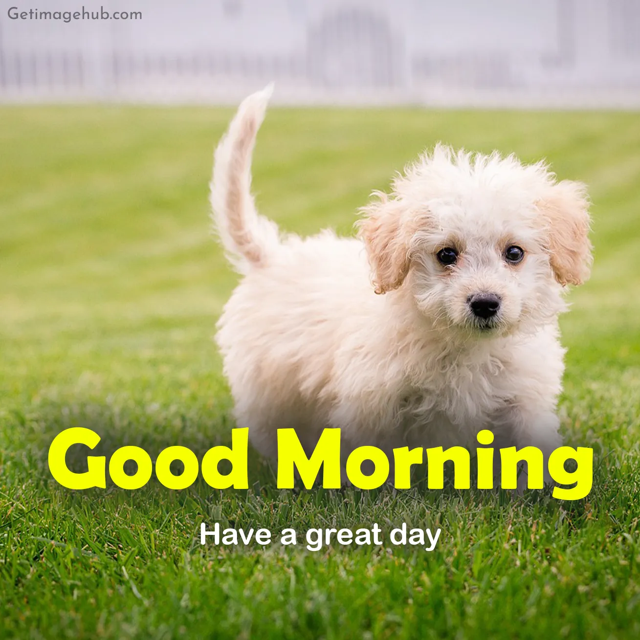 Good Morning Puppies Images