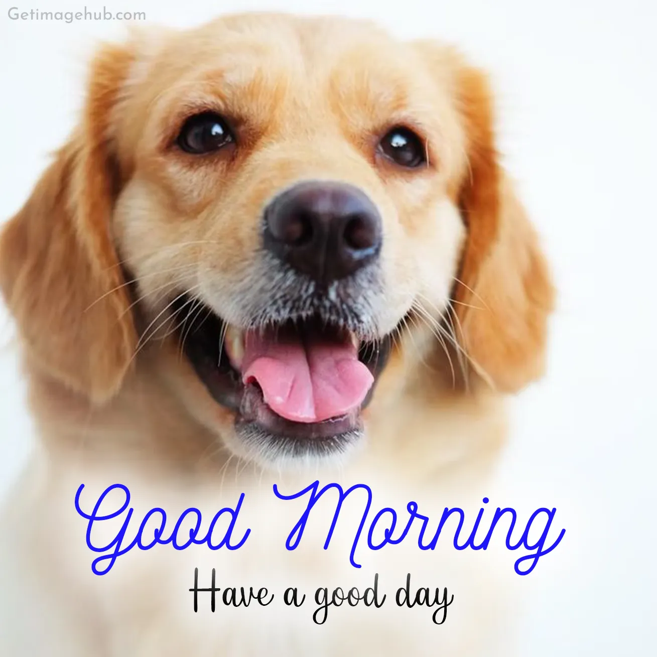 Good Morning Puppy Image 2024