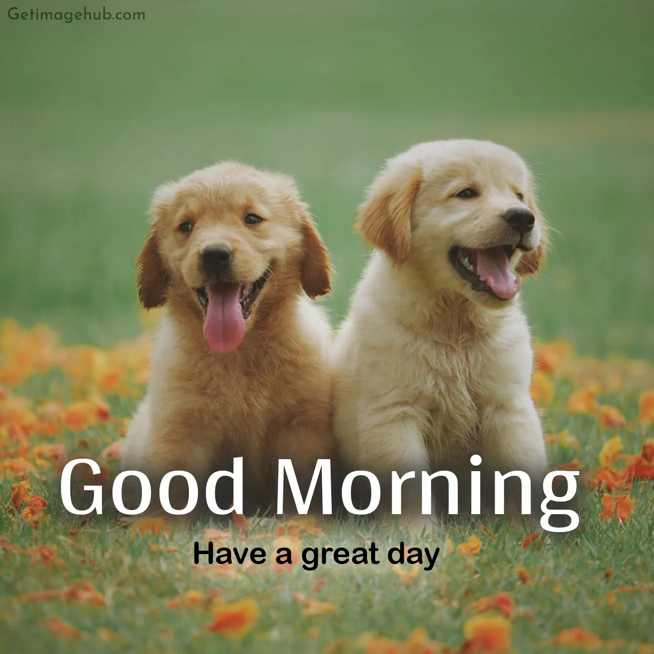 Good Morning Puppy Image