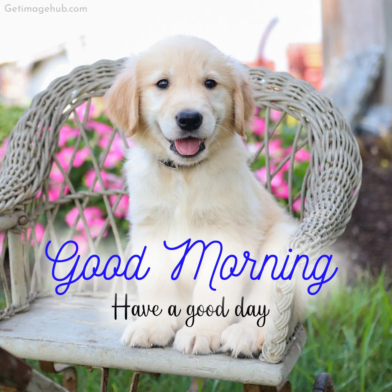 Good Morning Puppy Pic