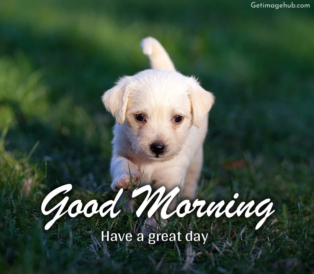 Good Morning Puppys Images