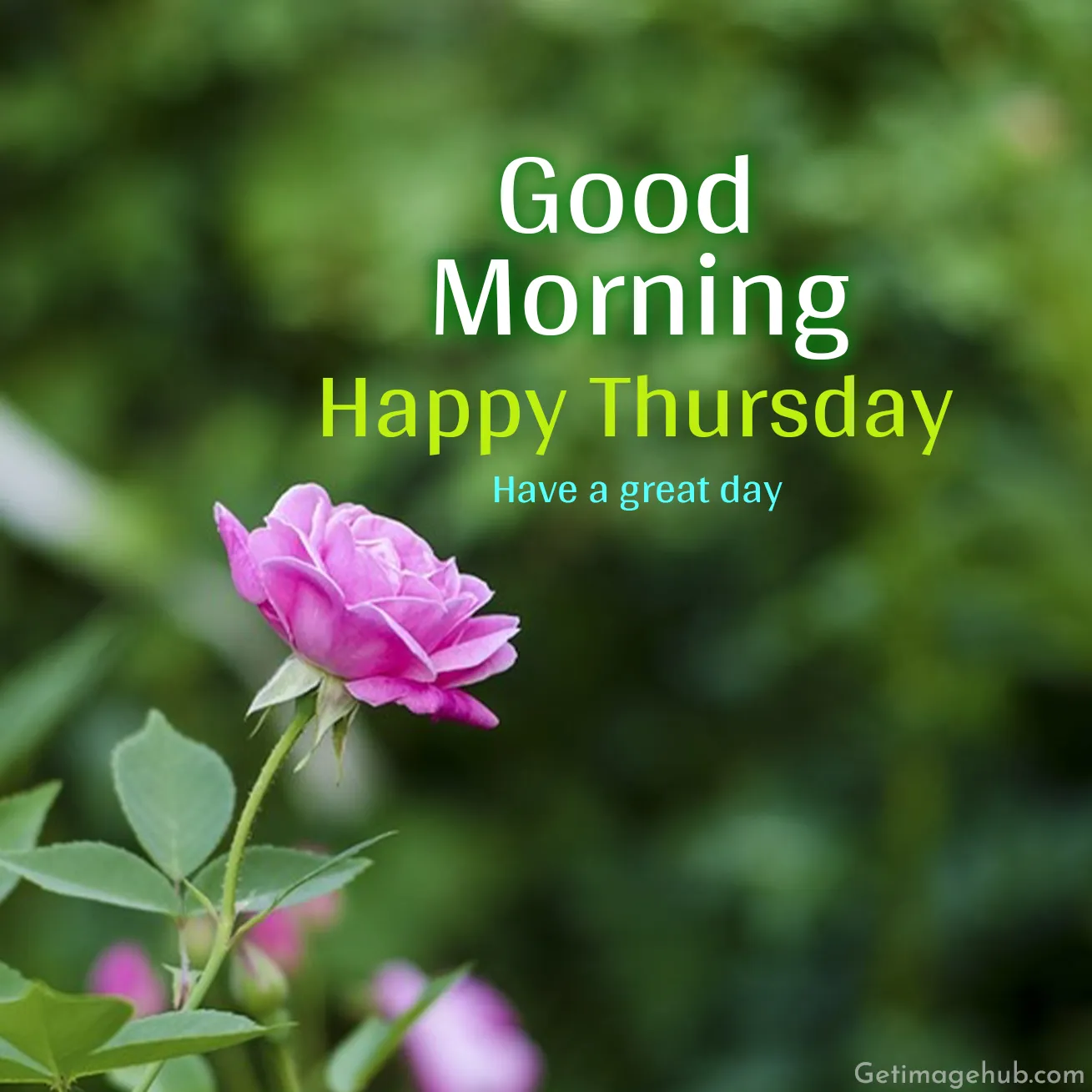 Happy Thursday Good Morning Images