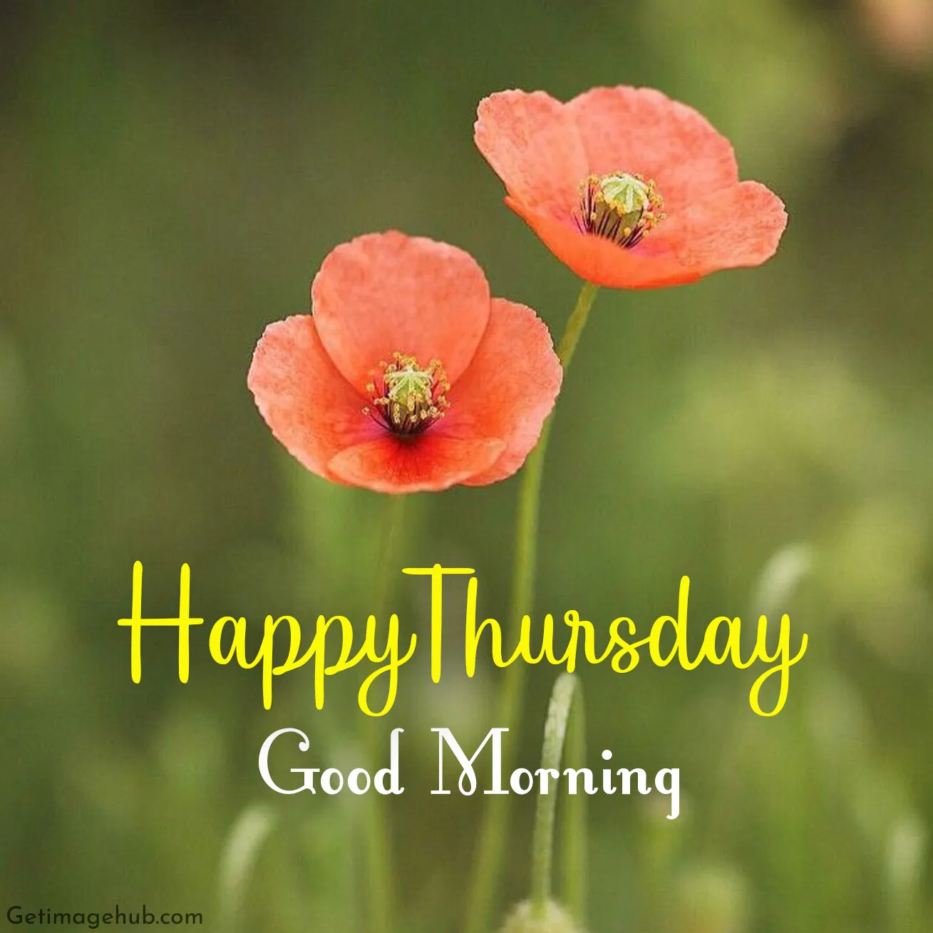 Happy Thursday Good Morning Photo