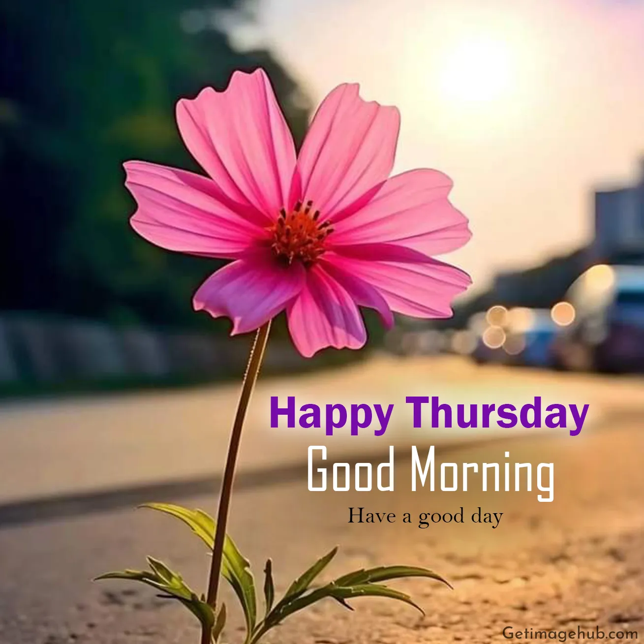 Happy Thursday Good Morning Photos