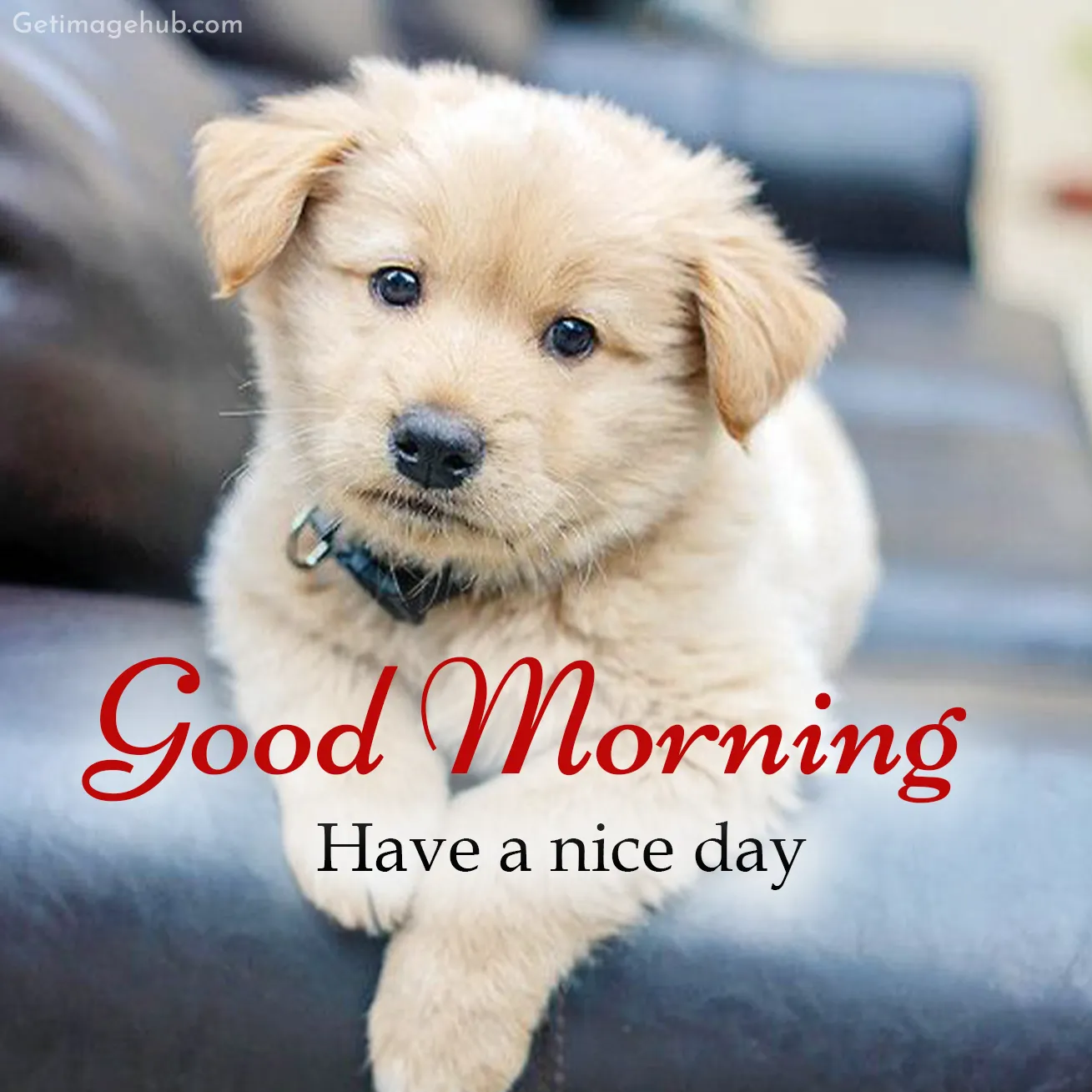 New Good Morning Puppy