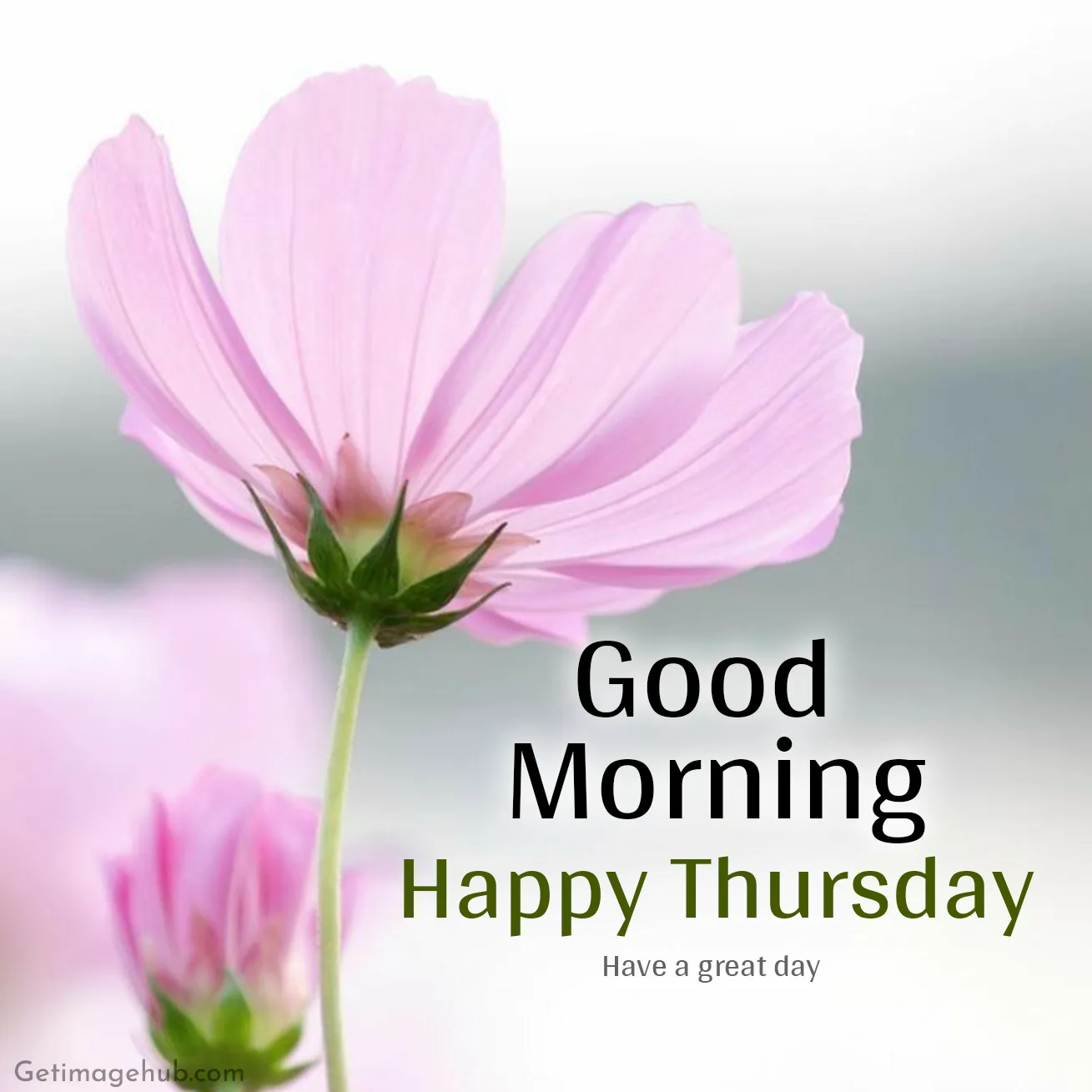 Thursday Good Morning Pic