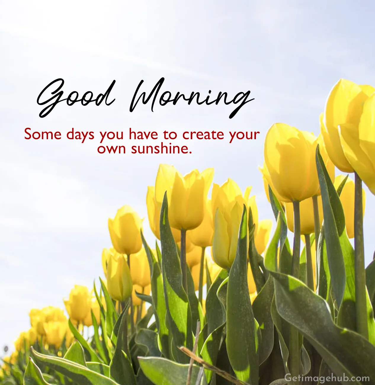 Good Morning Sunshine Image with Quotes