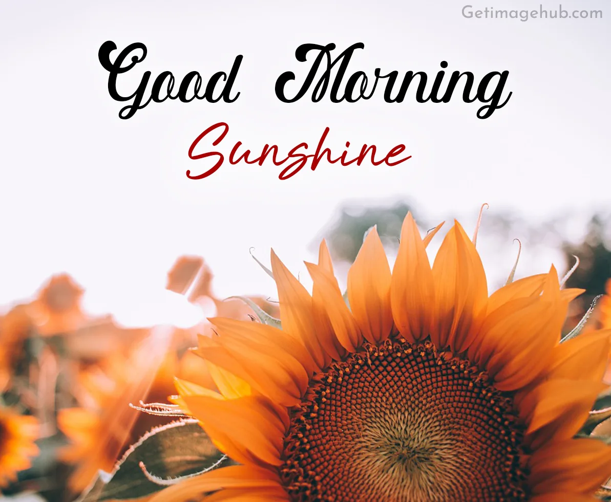 Good Morning Sunshine Pic HD