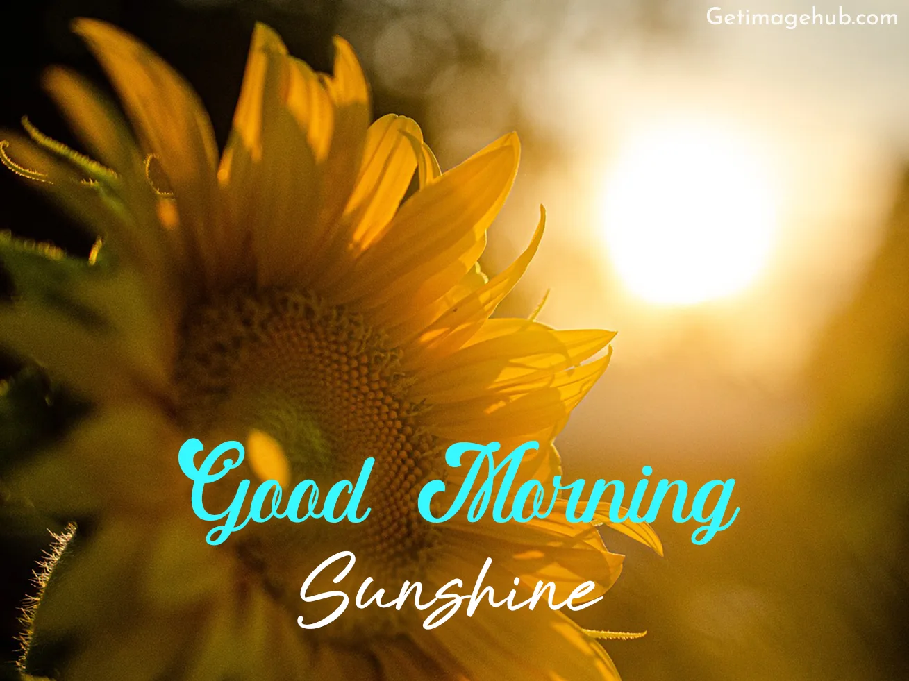 Good Morning Sunshine Pic